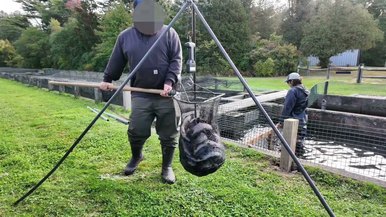 Stocking Cape Cod: A Day at the Sandwich Hatchery