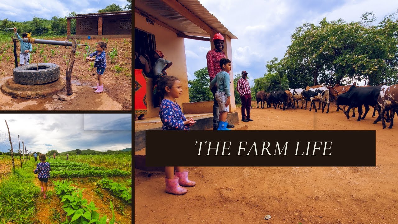 I took my biracial city kids to a rural small holding farm in Chipata Zambia, Africa.