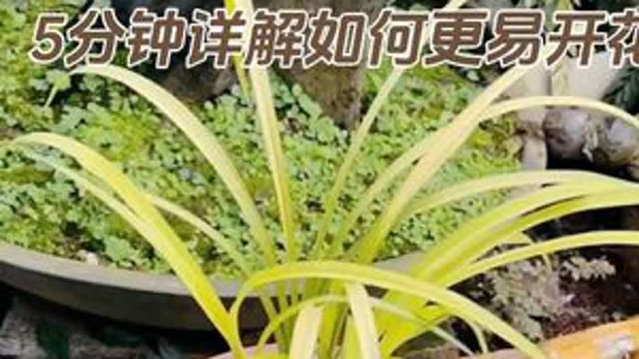全网最全兰花催花指南，五分钟详解如何更容易开花！#兰花 #兰花日常管理 #兰花种植 #阳台种植 #花卉绿植