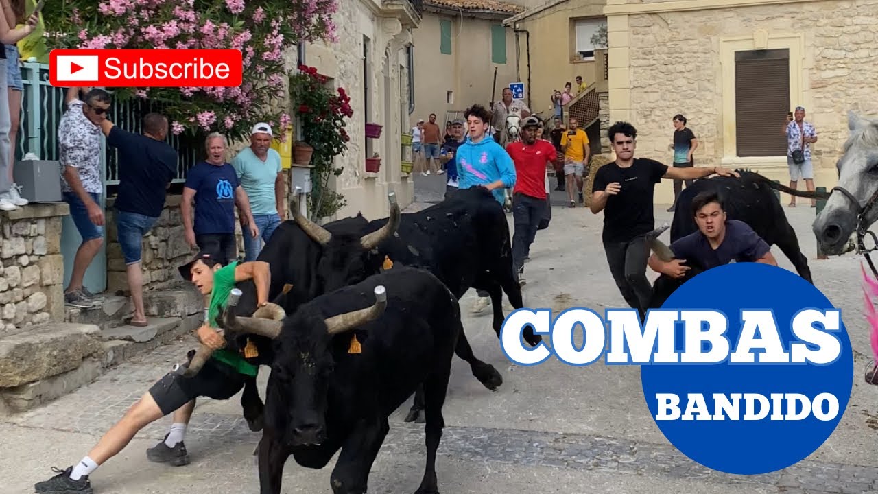 Retour des taureaux à Combas 🇫🇷 Manade du GARDON 💥 31/05/25 club taurin LOU CAÏAU￼ 👍🏼