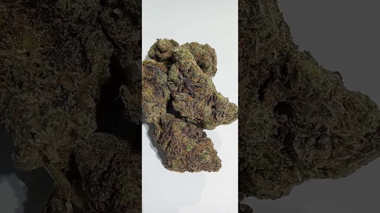 Triangle Kush Cannabis strain review/W Dr. Greenbody SHOUT OUT TO EVERGREEN EXOTICS