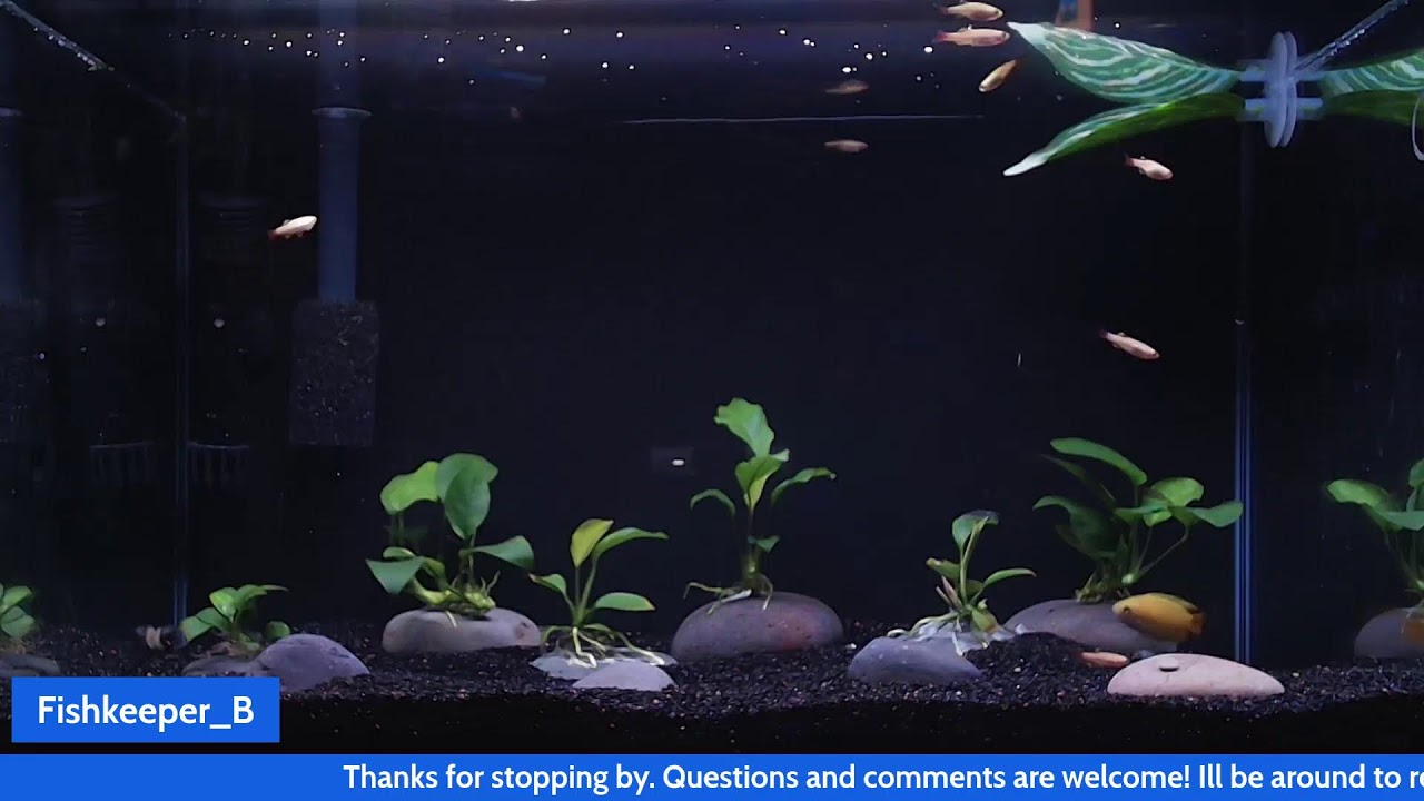Freshwater Fish Tank Livestream | Honey Gourami and White Cloud Mountain Minnows