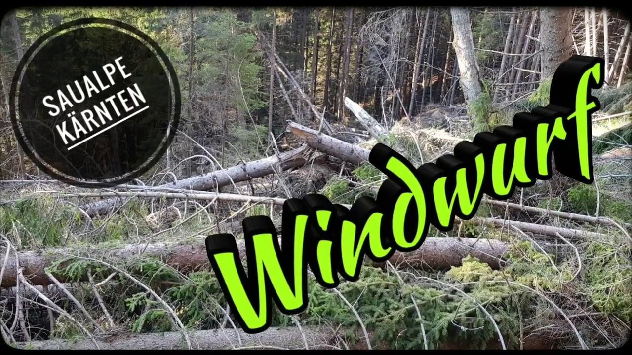 Holzernte ,Windwurf Teil 1