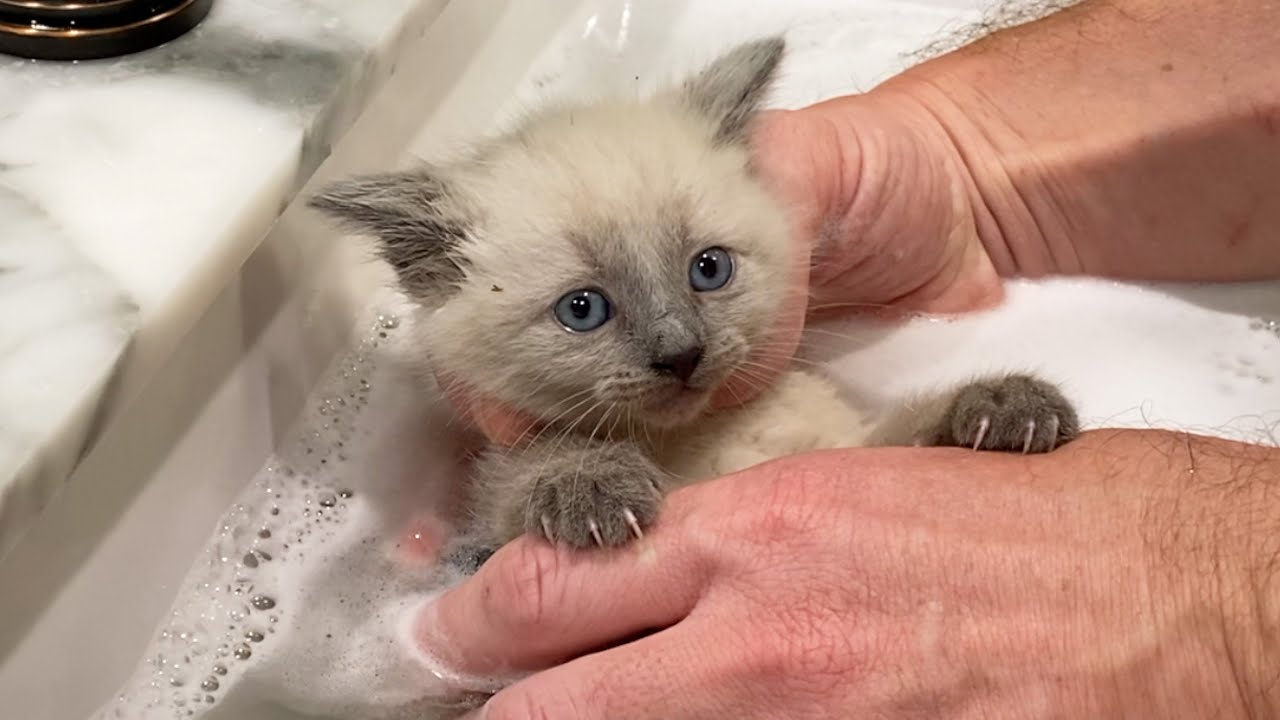 15 Rescued Kittens Get Their first Bath!