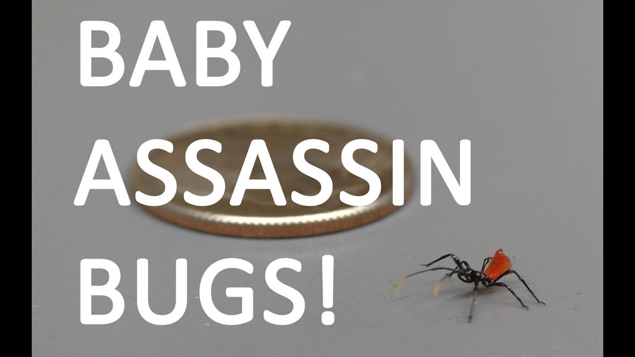 ASSASSIN BUG BABIES! | 10 Crazy Facts about Assassin Bugs