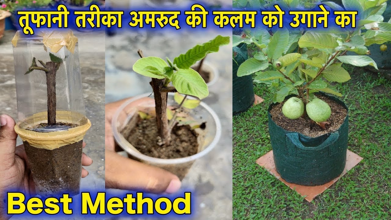कब - कैसे उगाये अमरुद का पौधा कलम से | कैसे पाए ढेर सारे फल गमले में | Grow Guava Tree Branch In Pot