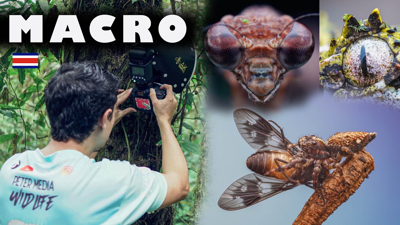 Fotografía MACRO en la SELVA / Macro Photography adventure Costa Rica