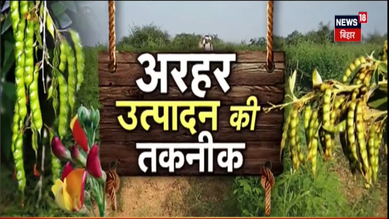 Arhar Ki Kheti : अरहर में लगने वाले कीट और रोगों का नियंत्रण | Agriculture News | Annadata | Farming