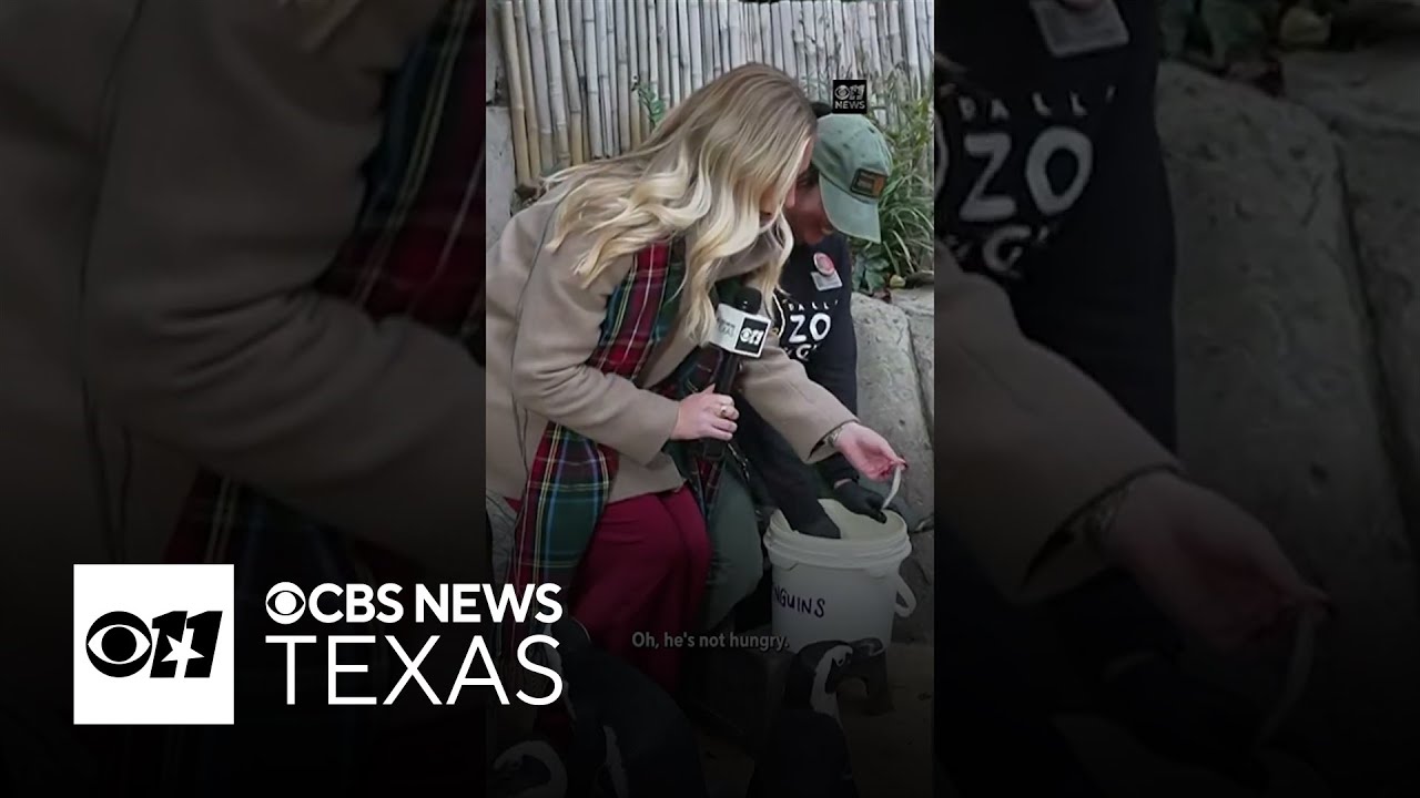 Chief Meteorologist McKenna King takes forcast live from the Dallas Zoo