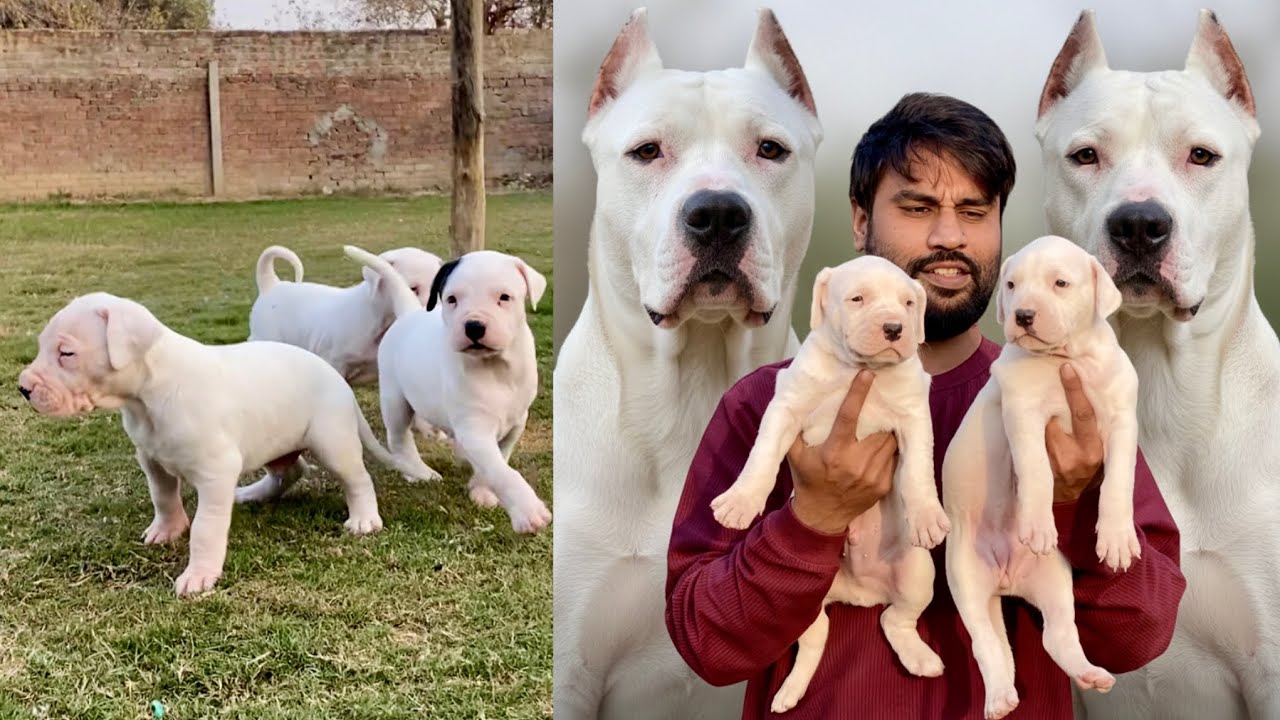 High Quality Dogo Argentino Puppies For Sale😍 | Champion Bloodline | Powerful & Healthy Pups