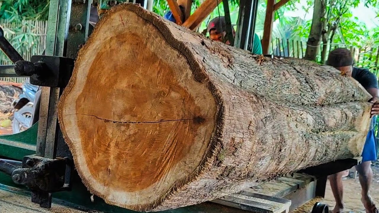 Cutting Saradan teak trees for premium quality beams and planks