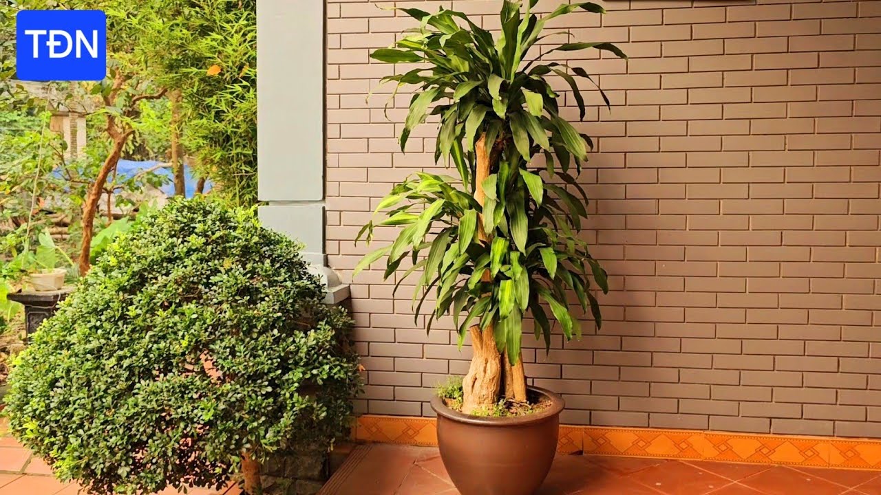 Kỹ thuật chăm sóc cây Thiết Mộc Lan đẹp và xanh tốt quanh năm #tamdaonui