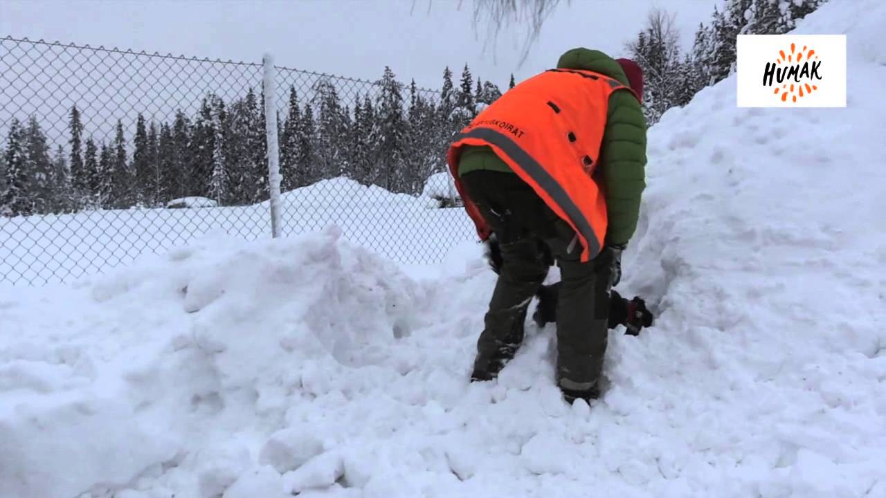 Pelastuskoirasta hyötyä lumivyöryyn hautautuneen etsinnässä