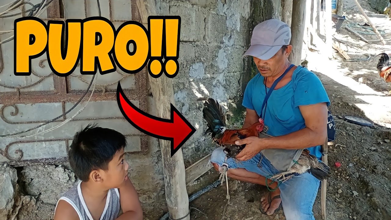 LABUYO KO ITO NA LAHAT #junglefowl #buhayprobinsya