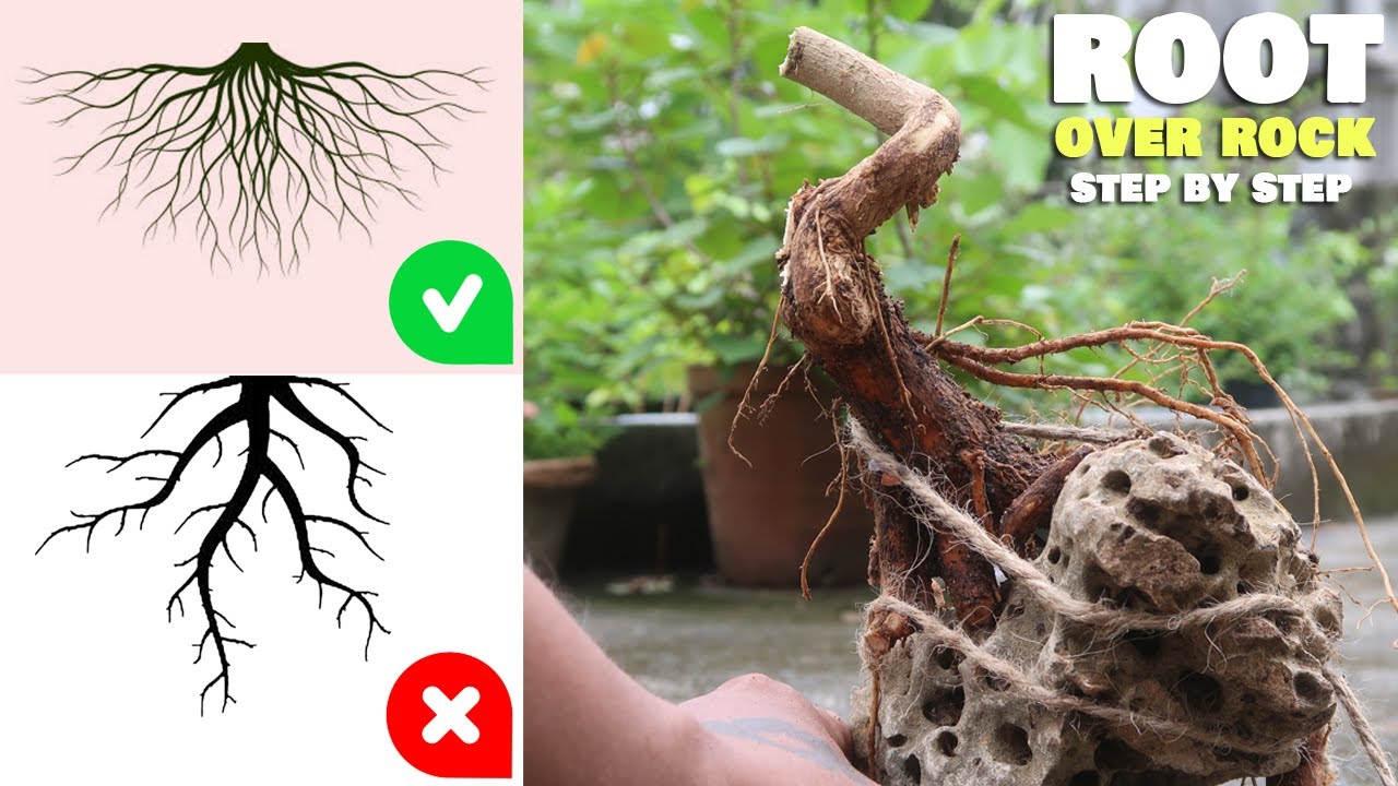 How to make root over rock bonsai | Bonsai ideas