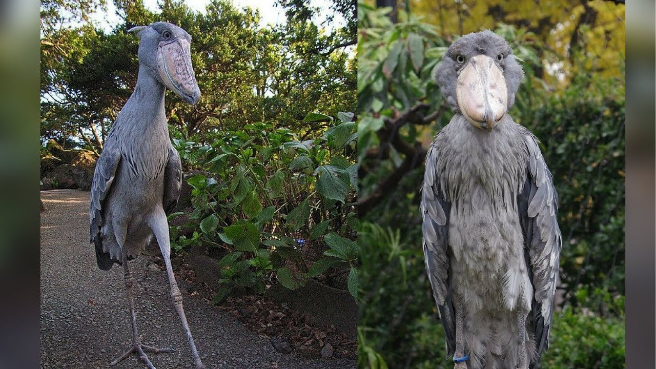 10 Animales Salvajes Que Nunca Hab&iacute;as Visto En Tu Vida