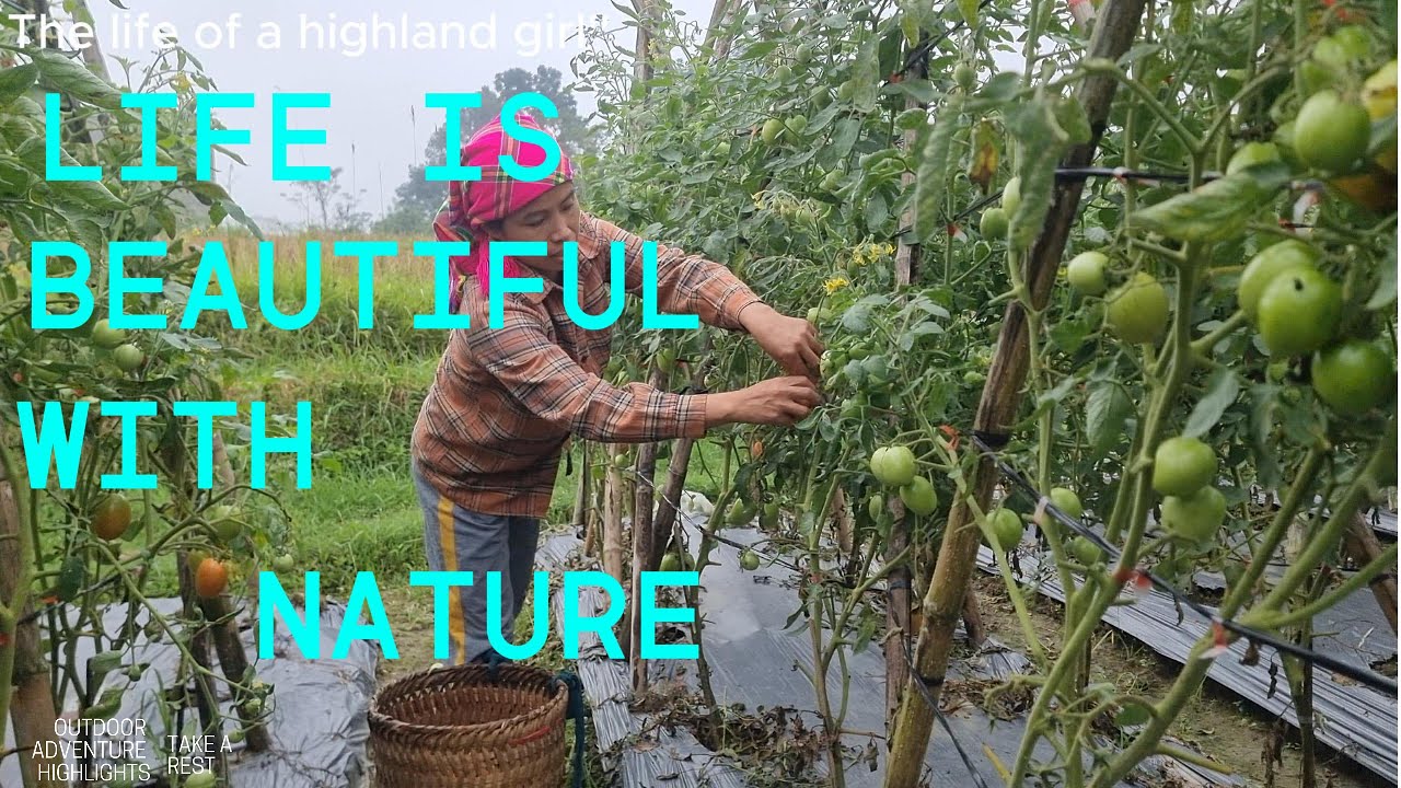 Raising chickens without spending money on feed and growing tomatoes according to clean standards