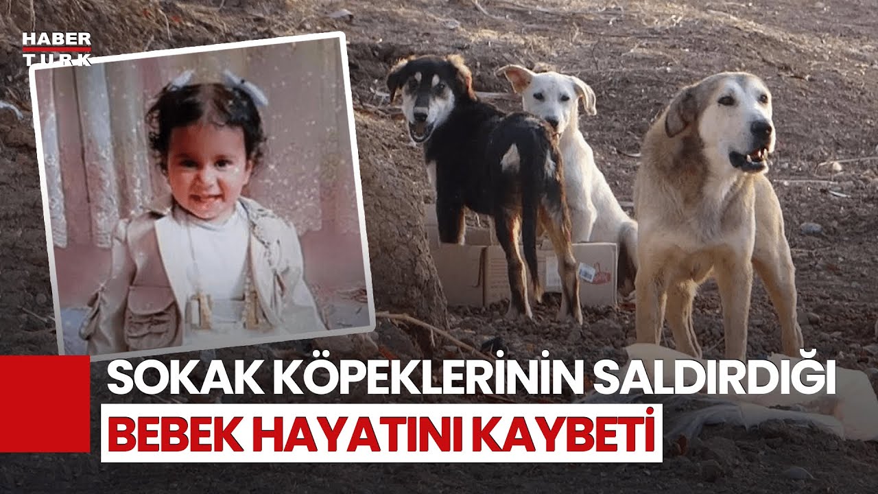Konya'da 2 Yaşındaki Rana, Köpeklerin Saldırısında Öldü!