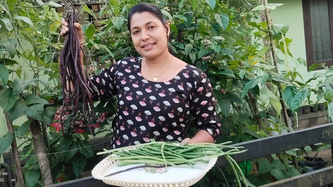 ചുവന്ന വള്ളിപ്പയർ വിളവെടുപ്പ്-പാർട്ട്‌ 2🫛🍆😋#harvesting #newfarmer 😀