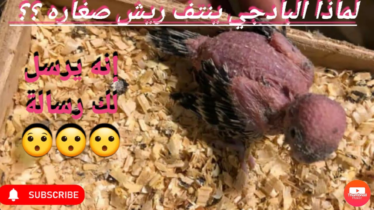 لماذا يقوم طائر البادجي بنتف ريش صغاره 🤔؟ | السبب و الحل النهائي لمشكل التمليح في البادجي #البادجي
