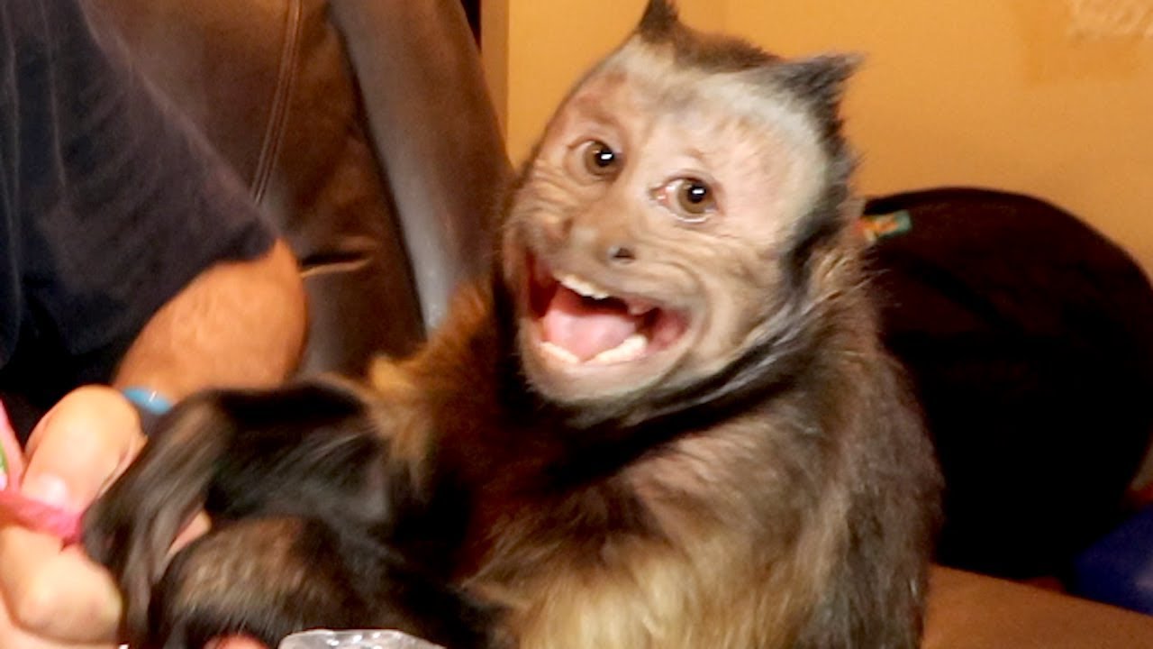 MonkeyBoo Mail Vlog!