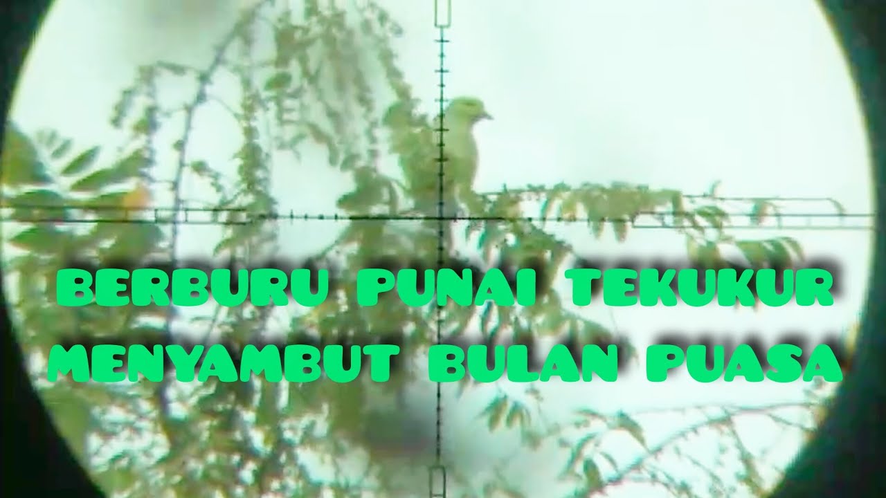 BERBURU PUNAI DAN TEKUKUR || Menyambut bulan puasa