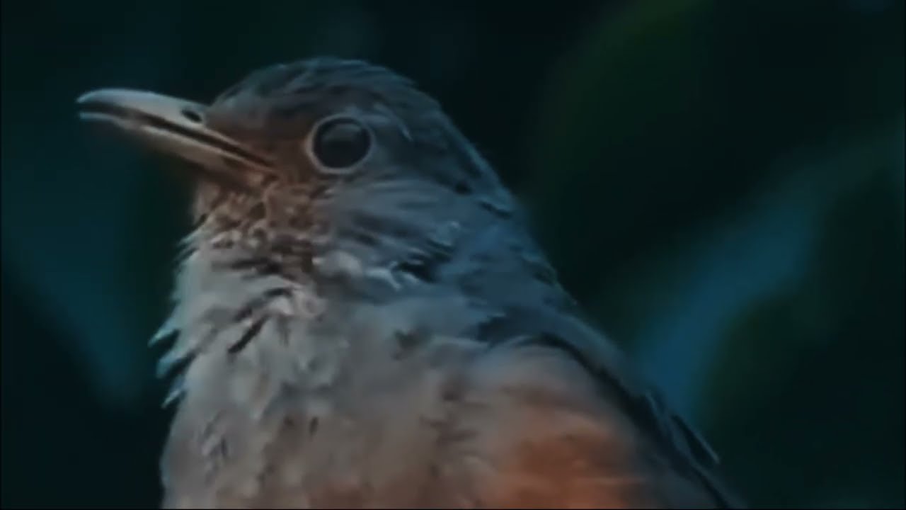 O Mistério do Sabiá-Laranjeira: Por que Ele Canta Até de Madrugada?
