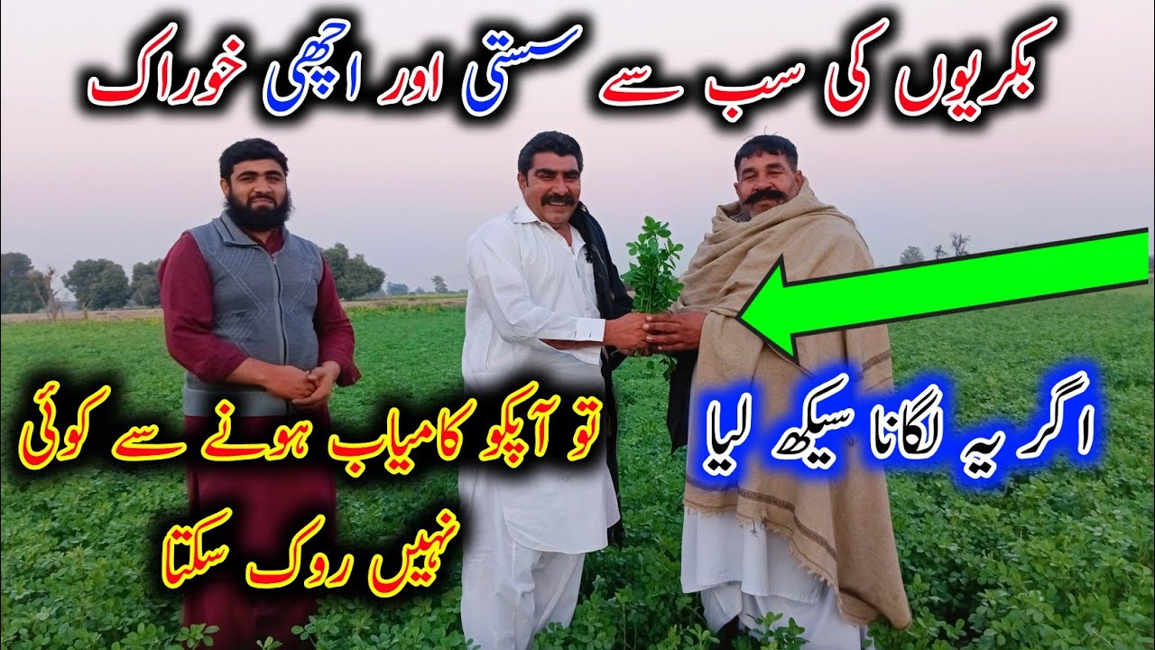 Best Cheaph Food Of Goats - Alfa Alfa - Loosan Lgany Ka Triqa