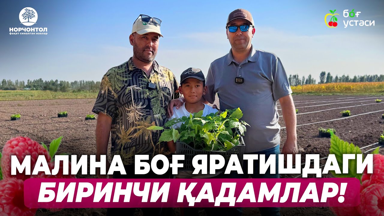 МАЛИНА ЕТИШТИРИШ ВА ТЕЗ ҲОСИЛГА КИРИШ! | REZAVOR #malina #xonadon #uzbekistan #garden #blueberry