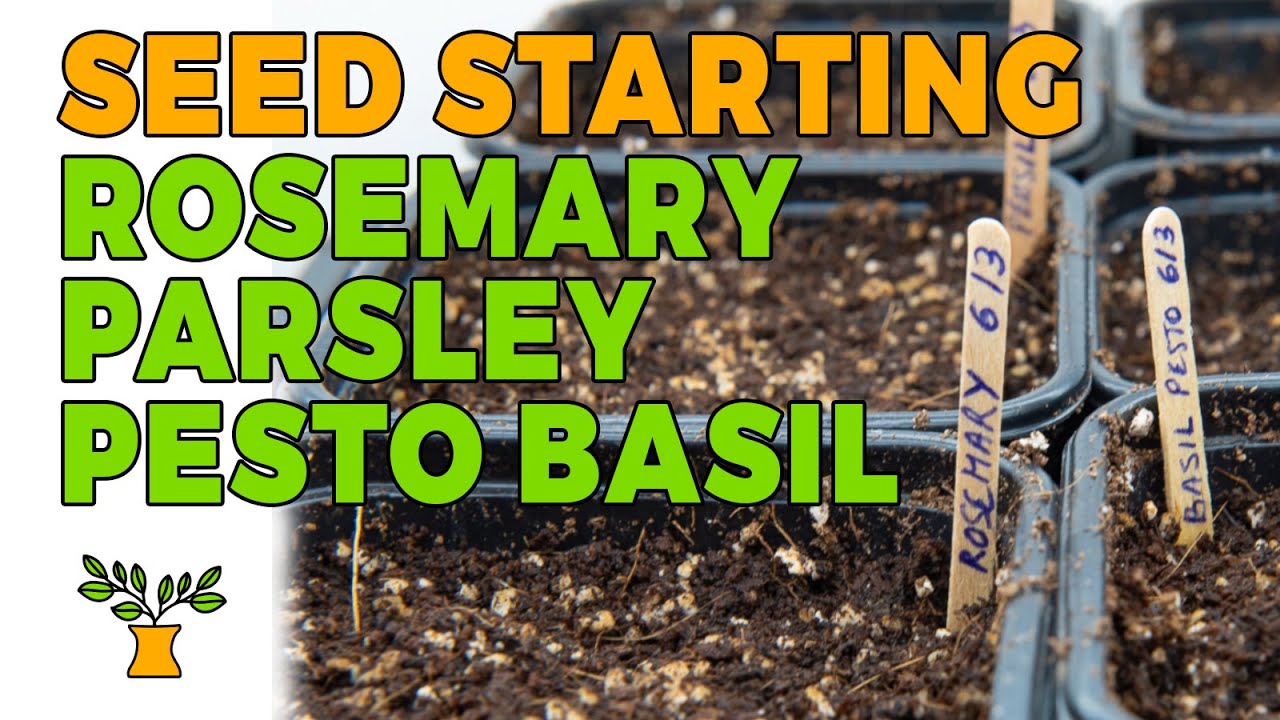 Growing herbs indoors from Seed starting Parsley Rosemary Basil