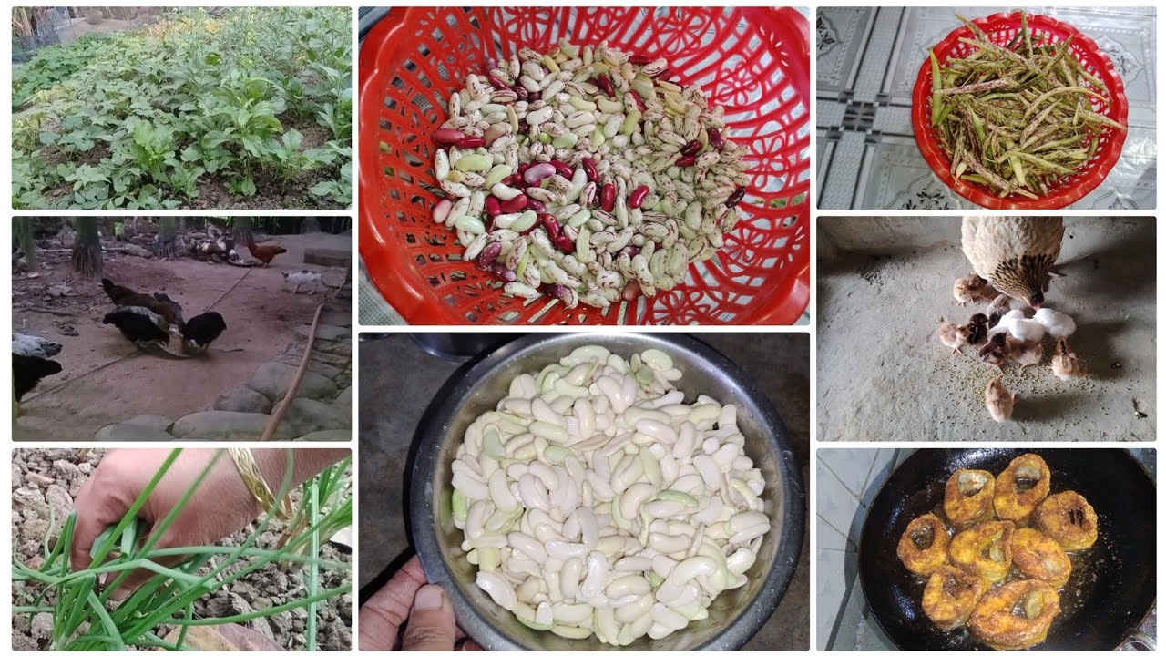 নিজের হাতের লাগানো ফরাশ আজকে প্রথম তুলে রান্না করলাম // Assam village lifestyle ।।