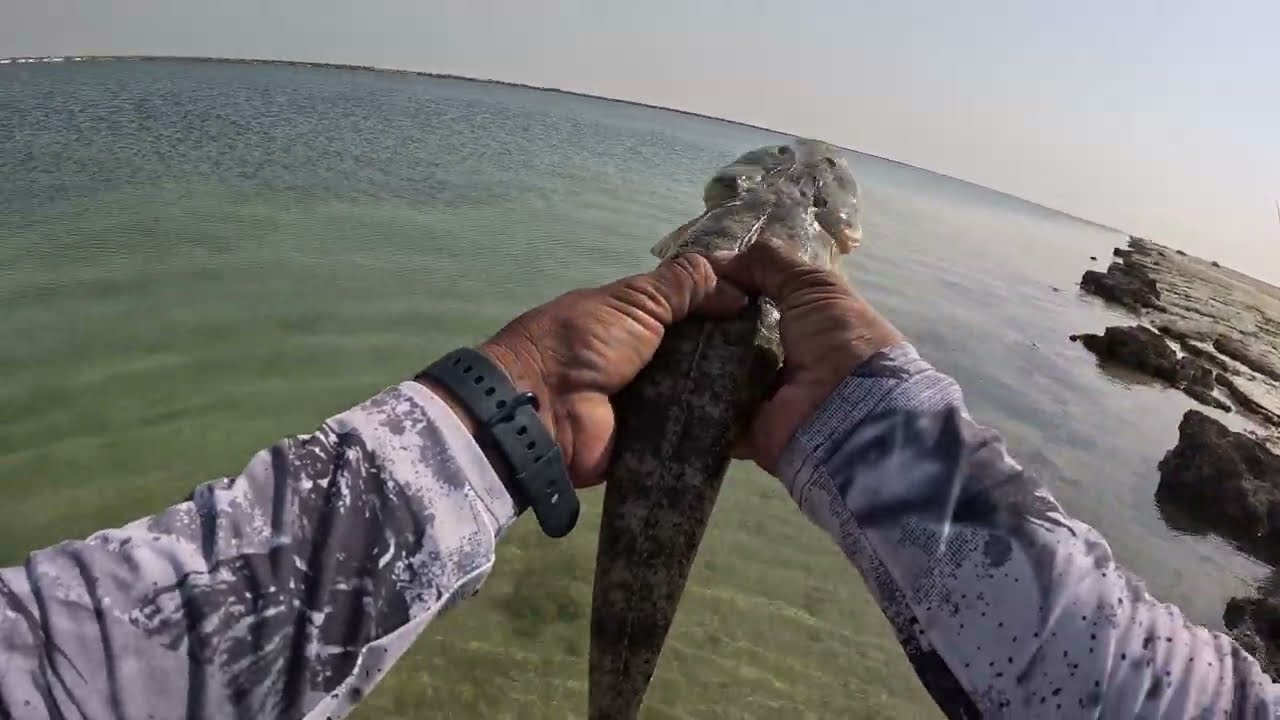 I Caught a GIANT Flathead Fish in Abu Dhabi 