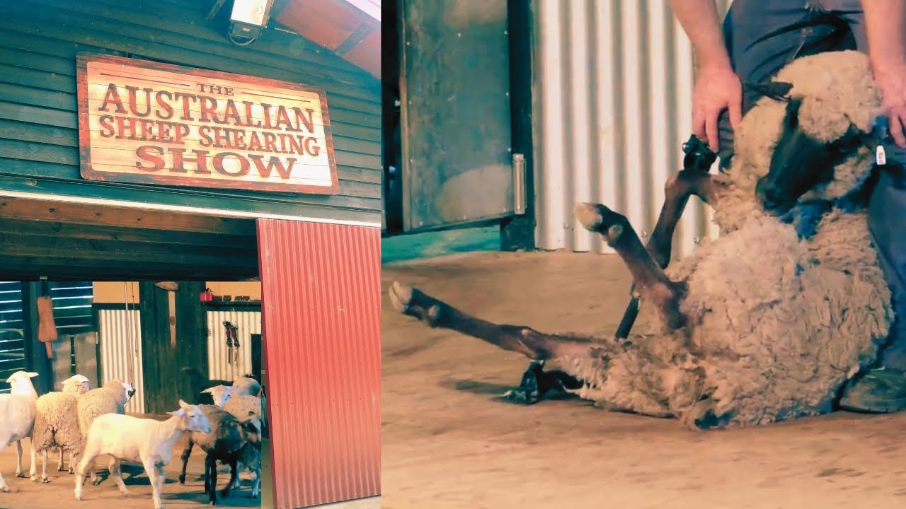 Aussie Adventures: Dreamworld Australia's Sheep Shearing Show Was Hilarious! 😂