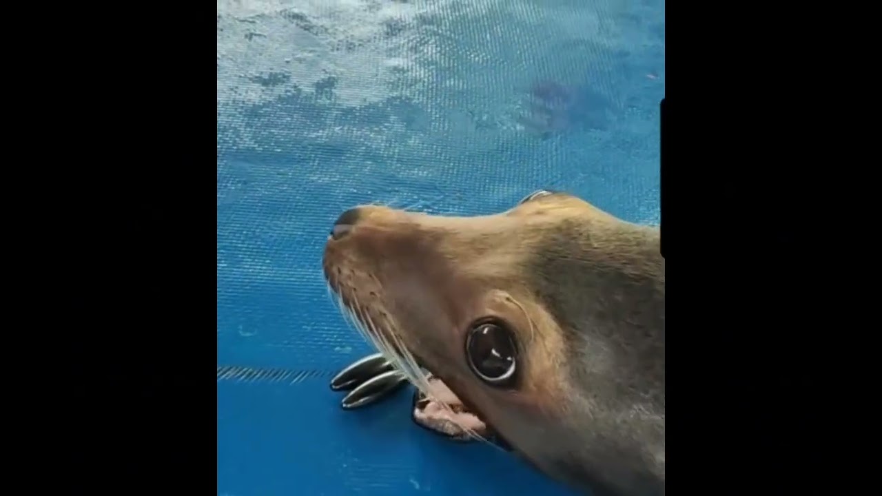 Seal