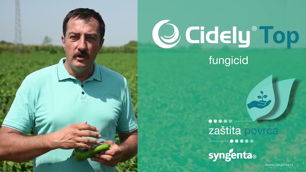 CIDELY Top fungicid za zaštitu povrća - uspešan protiv pepelnice