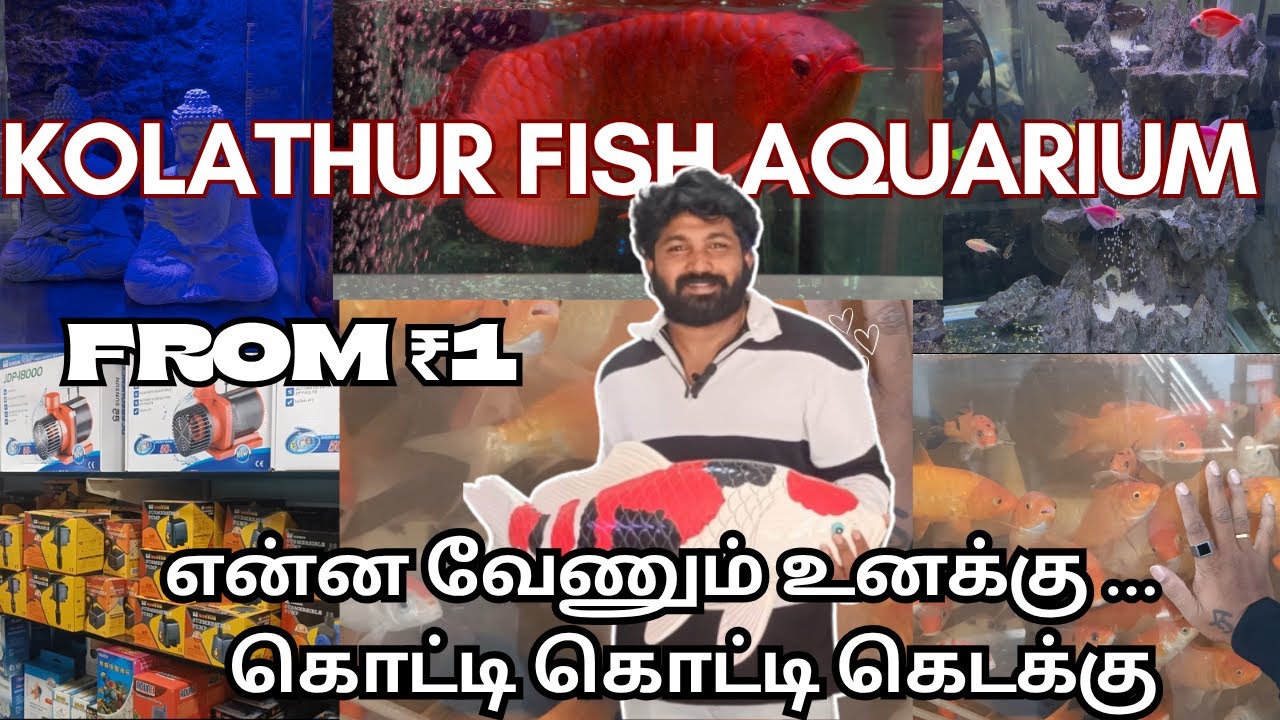 இந்த கடையில் எல்லாம் இருக்கே!😱 All Aquarium Needs Under One Roof! 😳 KOLATHUR FISH AQUARIUM 