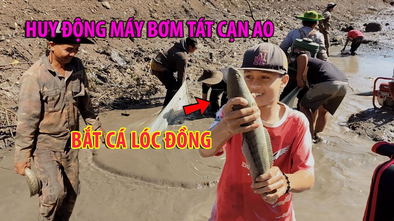 Huy động máy bơm tát cạn ao bắt cá lóc đồng.. Thú vui tát ao bắt cá vùng nông thôn cùng Cường BC