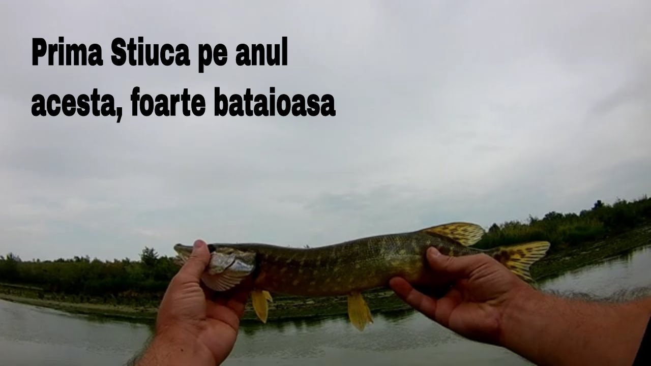 O sesiune de spinning pe Arges la Salau, Stiuca si Clean.