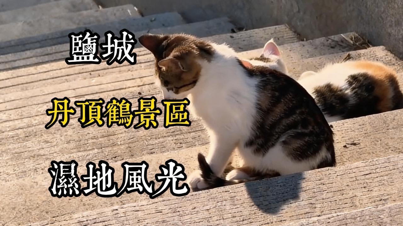 鹽城遊玩全攻略 濕地風光丹頂鶴景點海鮮美食一站式打卡