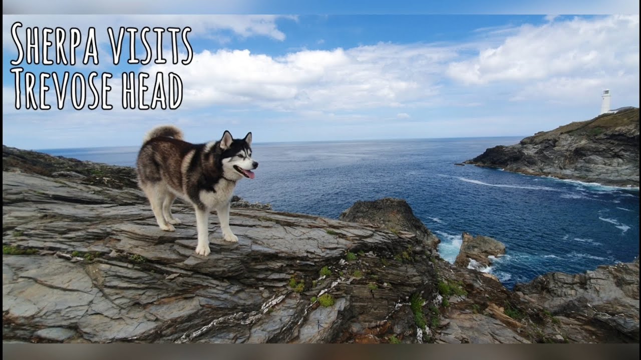 Sherpa wanders at Trevose Head in Cornwall