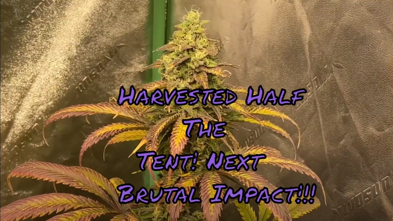 GrowVlog - Harvested Half The Tent.