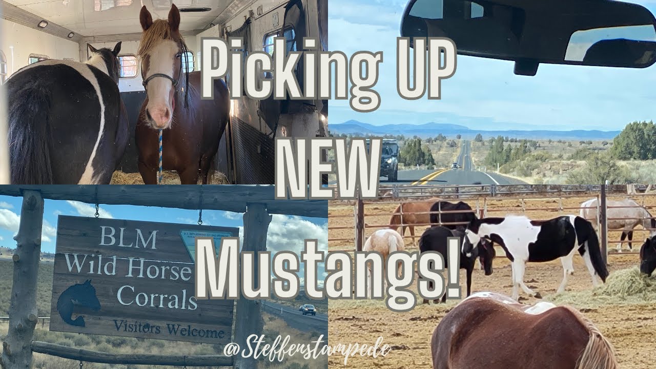 Range To Rolex Part 2 | Picking Up Wild Mustangs!