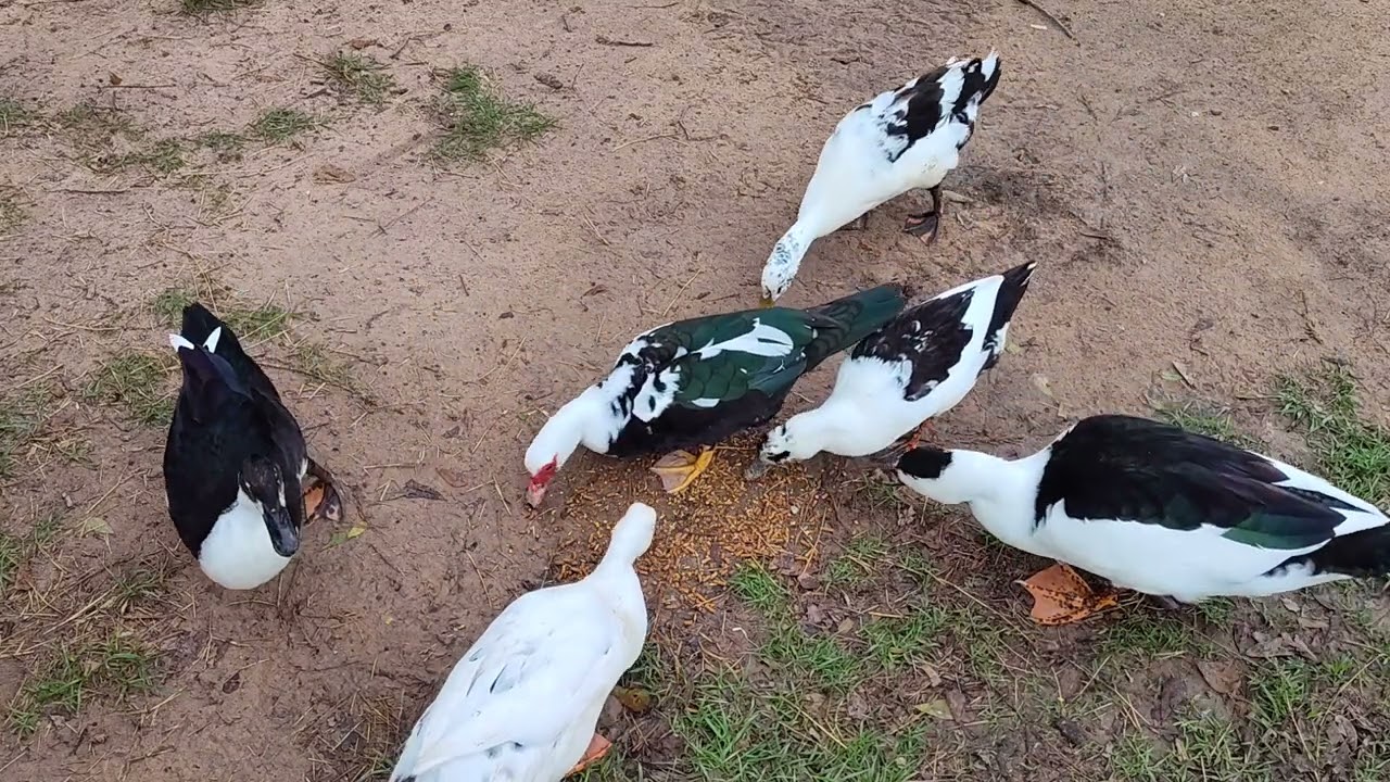 Ducks eating breakfast 