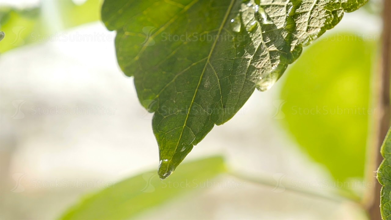 Transparent drop of water on a green leaf. Close-up. Slow motion