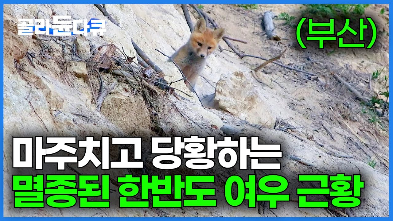 멸종된 여우가 돌아왔다. 모두가 놀란 한반도 여우 뜻밖의 근황｜다큐프라임｜#골라듄다큐