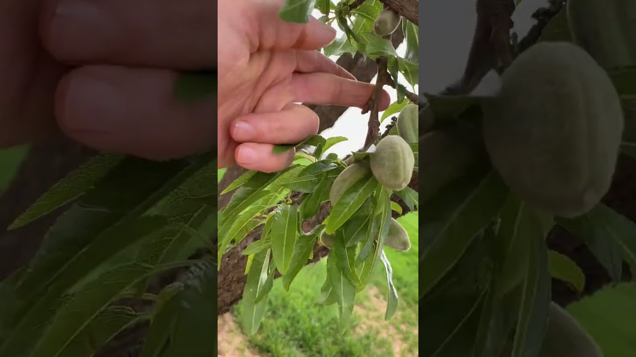 بعيداعن الطبخ والطبخات تعالونكتشف جمال الطبيعة واخضرار الارض الذي زادها جمالا وصفات Omochams🇩🇿