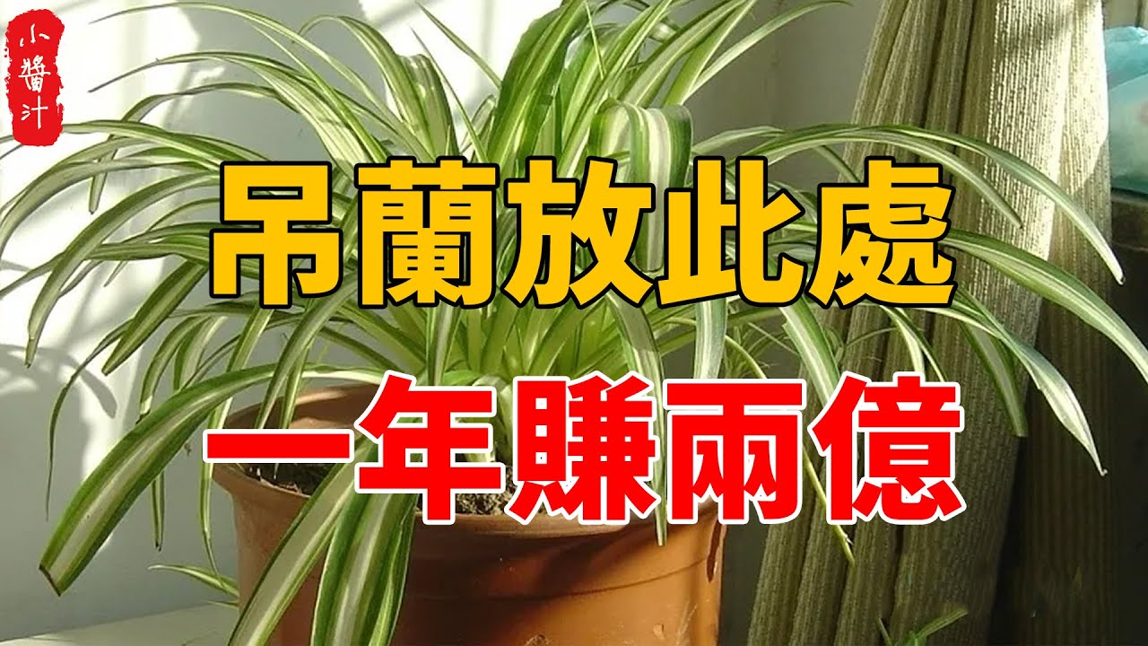 吊蘭放此處，財源滾滾來，一年至少賺兩億！#生活小醬汁