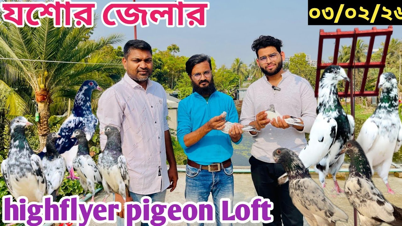 মাহবুব ভাইয়ের হাইফ্লায়ার কবুতর highflyer pigeon for sell guaranty | big bazar pigeon market #pigeon
