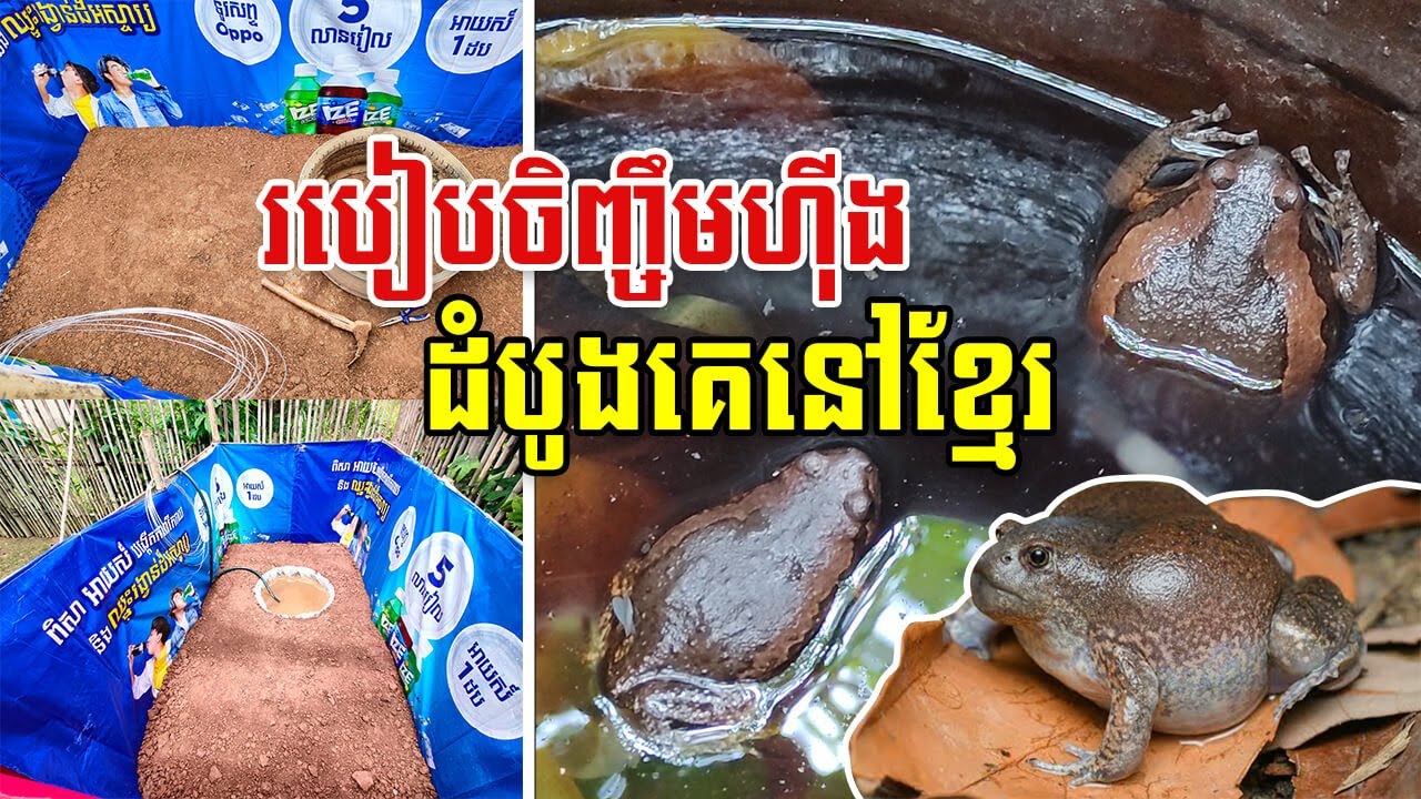 របៀបចិញ្ចឹមសត្វហ៊ីង | បច្ចេកទេសចិញ្ចឹមសត្វហ៊ីង อึ่งปากขวด