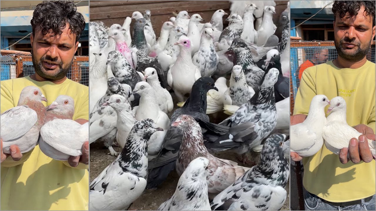 Shazad loni kabutar shop kabootar market loni sehzad pet shop Delhi white pigeons